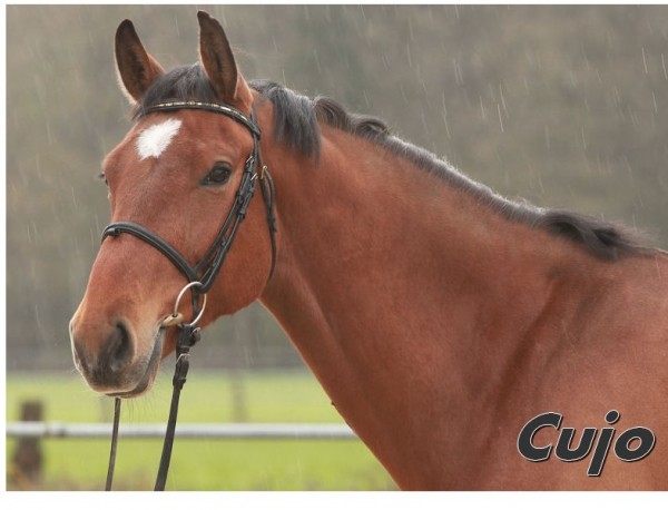 cujo45
