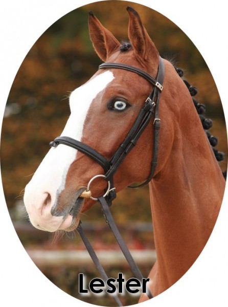 600_Lester_Portrait_2