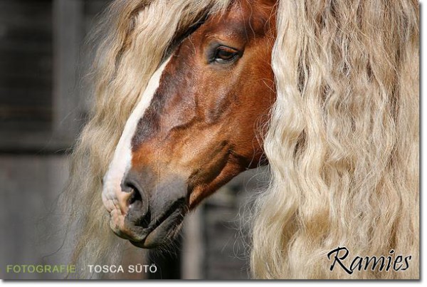 Ramies (8)