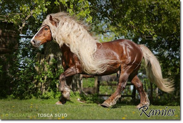 Ramies (12)