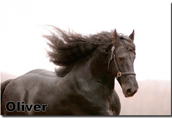 oliver4