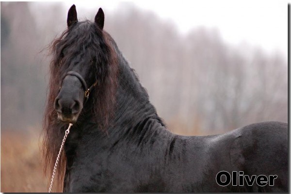 oliver 5
