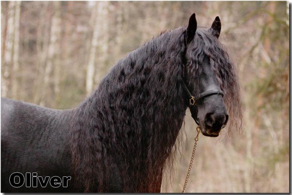 oliver 6