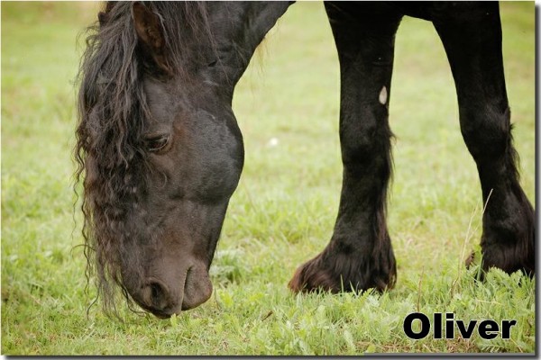 oliver7