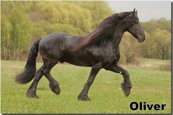 oliver 8