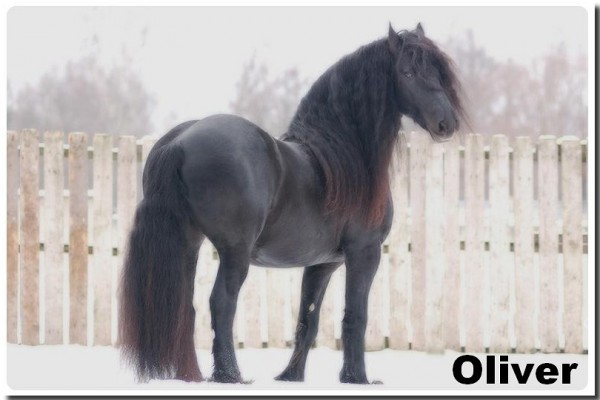 oliver 10
