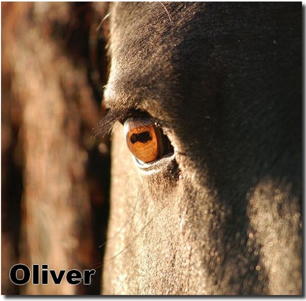 oliver11